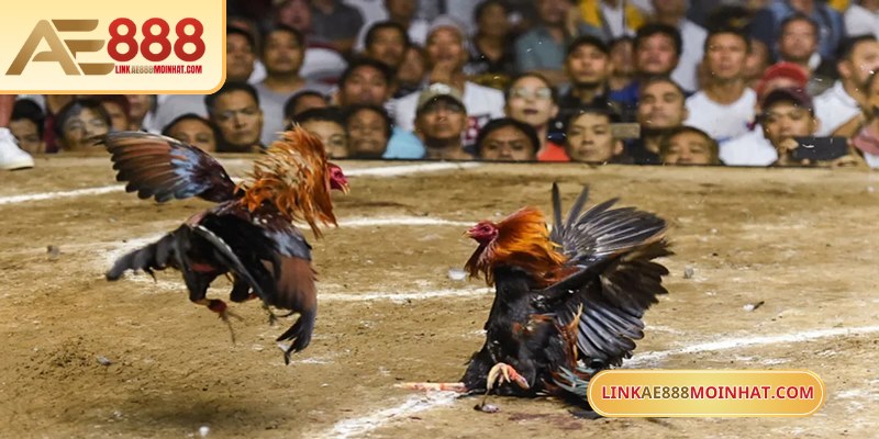 Tham gia cá độ đá gà trực tuyến rất đơn giản và tiện lợi