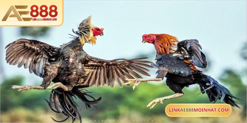 Cá cược đá gà online là hình thức đá gà trực tuyến qua mạng