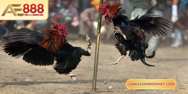 Việc chọn cửa quyết định khả năng thắng bại của người chơi