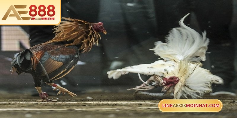 Hệ thống ghi nhận chính xác từng đòn đánh, mức sát thương