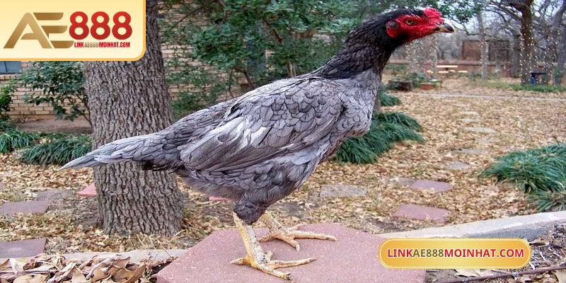 Hình thức phù hợp cho kê sư bận rộn