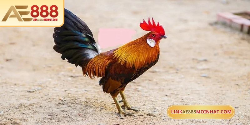 Trận chiến gà tre luôn thu hút lượng lớn người chơi